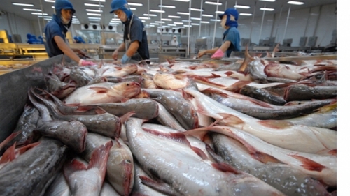 Xuất khẩu cá tra Việt Nam sang Canada tăng mạnh trở lại